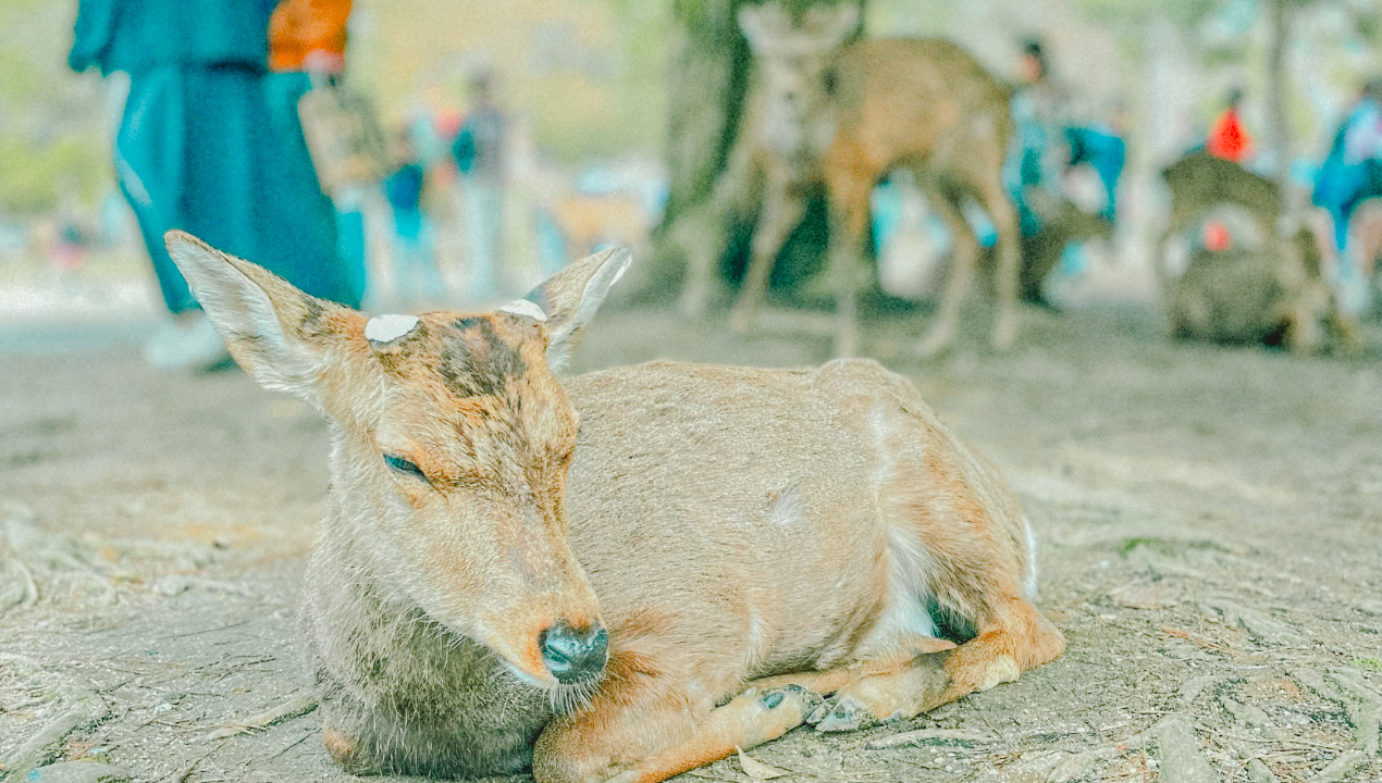 奈良公園の鹿