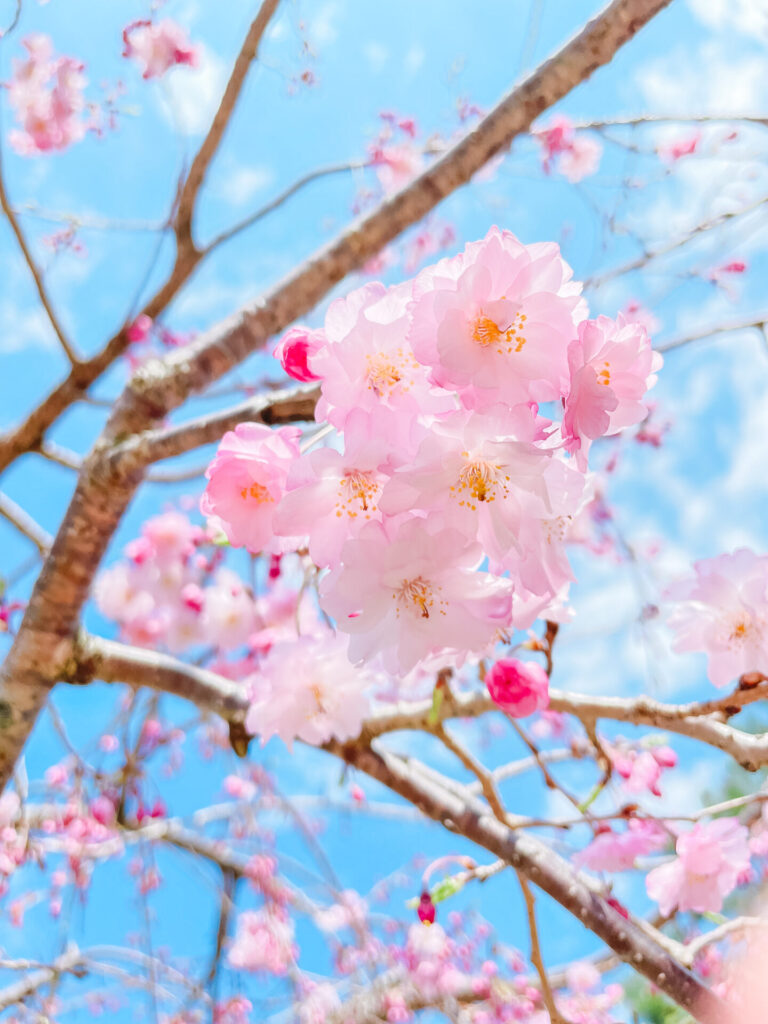 猿沢池近くの桜